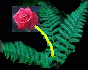 fernrose.gif